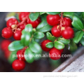 Best Natural Cranberry extract 10%,25%, herbal extract in stock